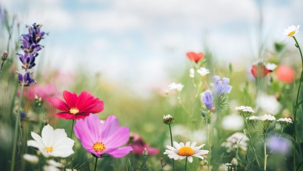 Best Ways to Spring Clean Your Mind!